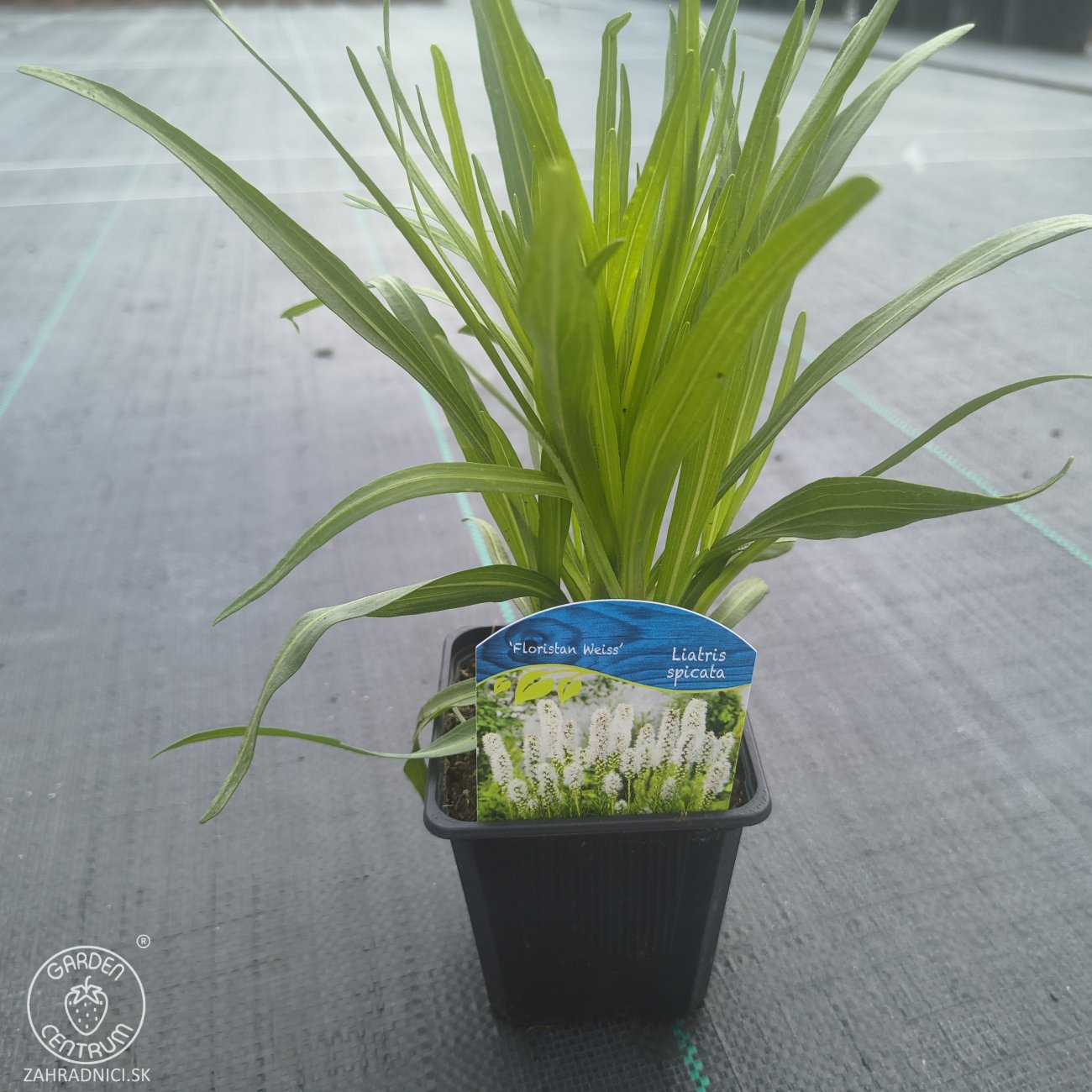 Obrázok Šuškarda klasnatá (Liatris spicata) ´FLORISTAN WEISS´ - kont. P9